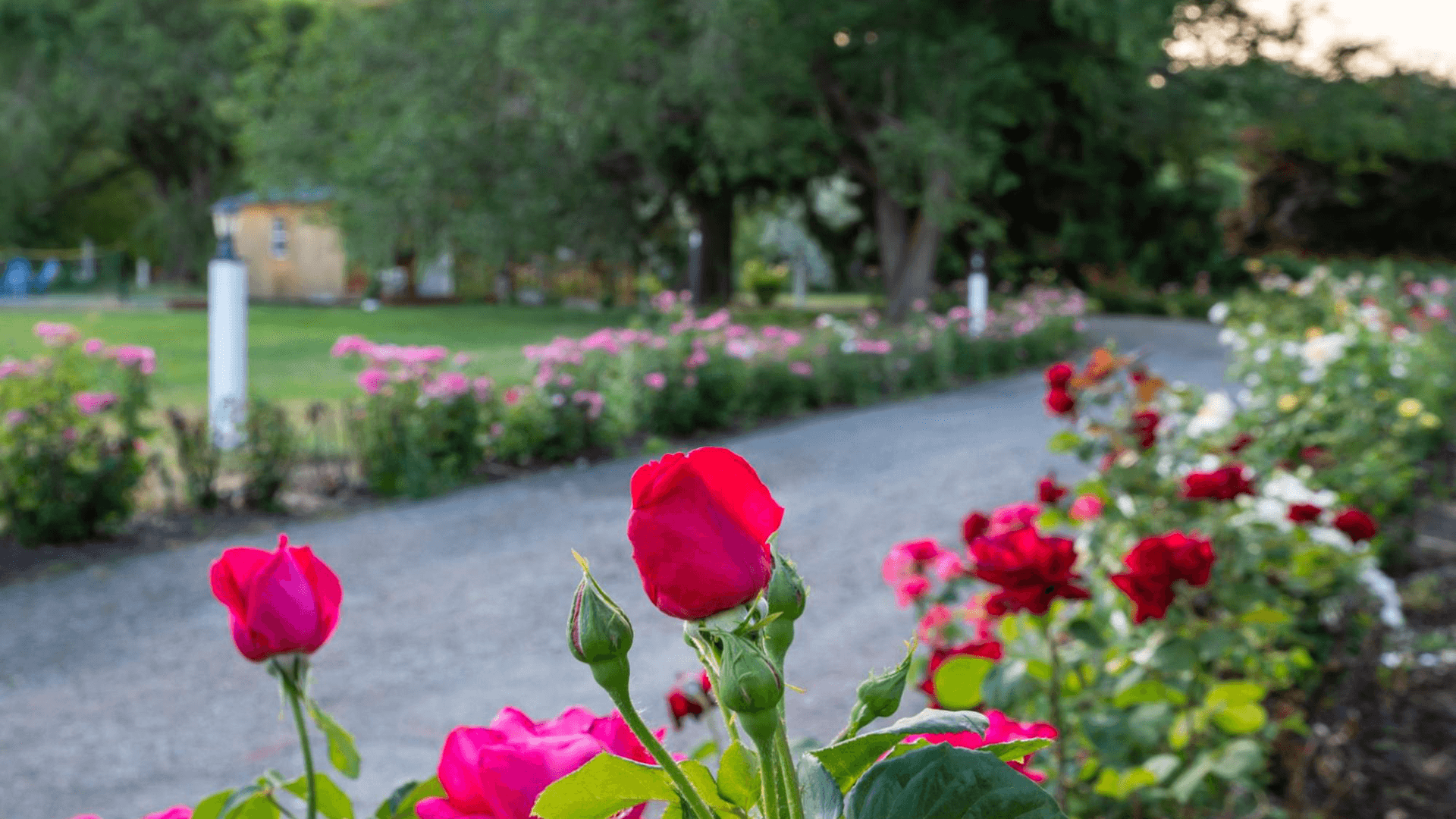 A vibrant garden path bordered by blooming roses in various colors.