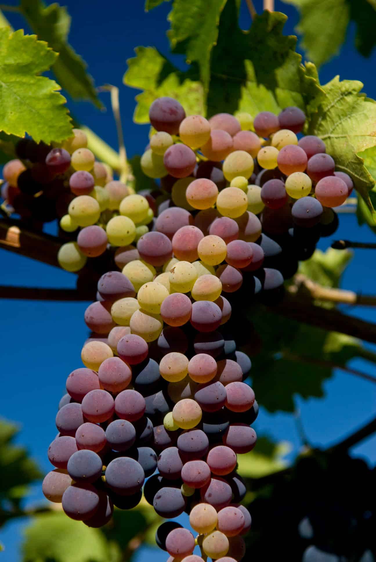 A close-up of a bunch of grapes with varying shades of green, pink, and purple against a bright blue sky.