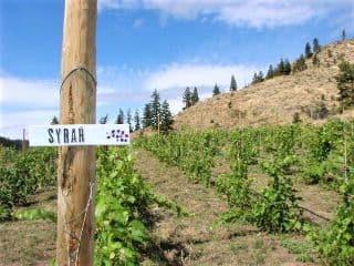 A sign labeled "Syrah" in a vineyard with rolling hills in the background.