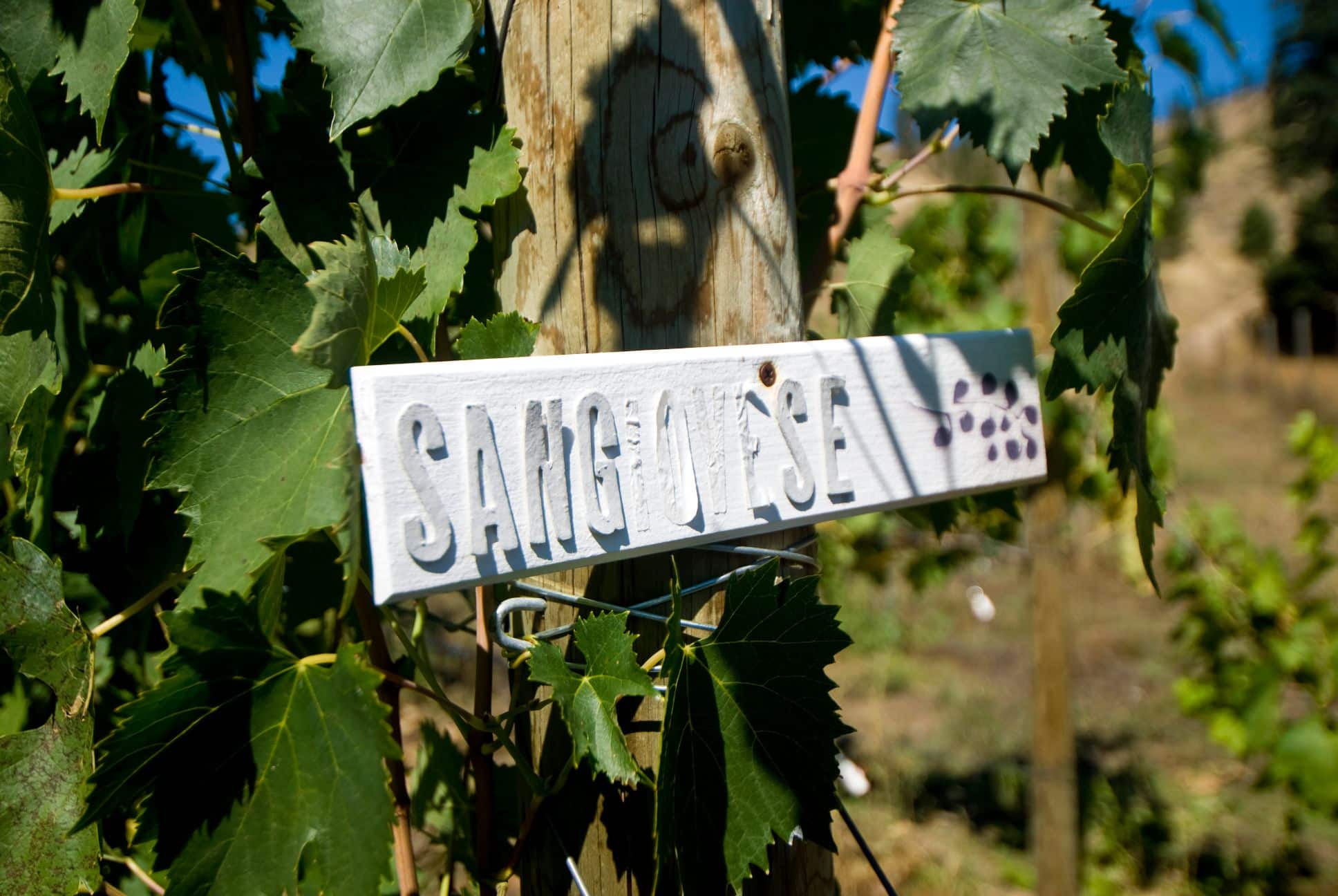 A sign reading "Sangiovese" on a wooden post surrounded by grapevines.