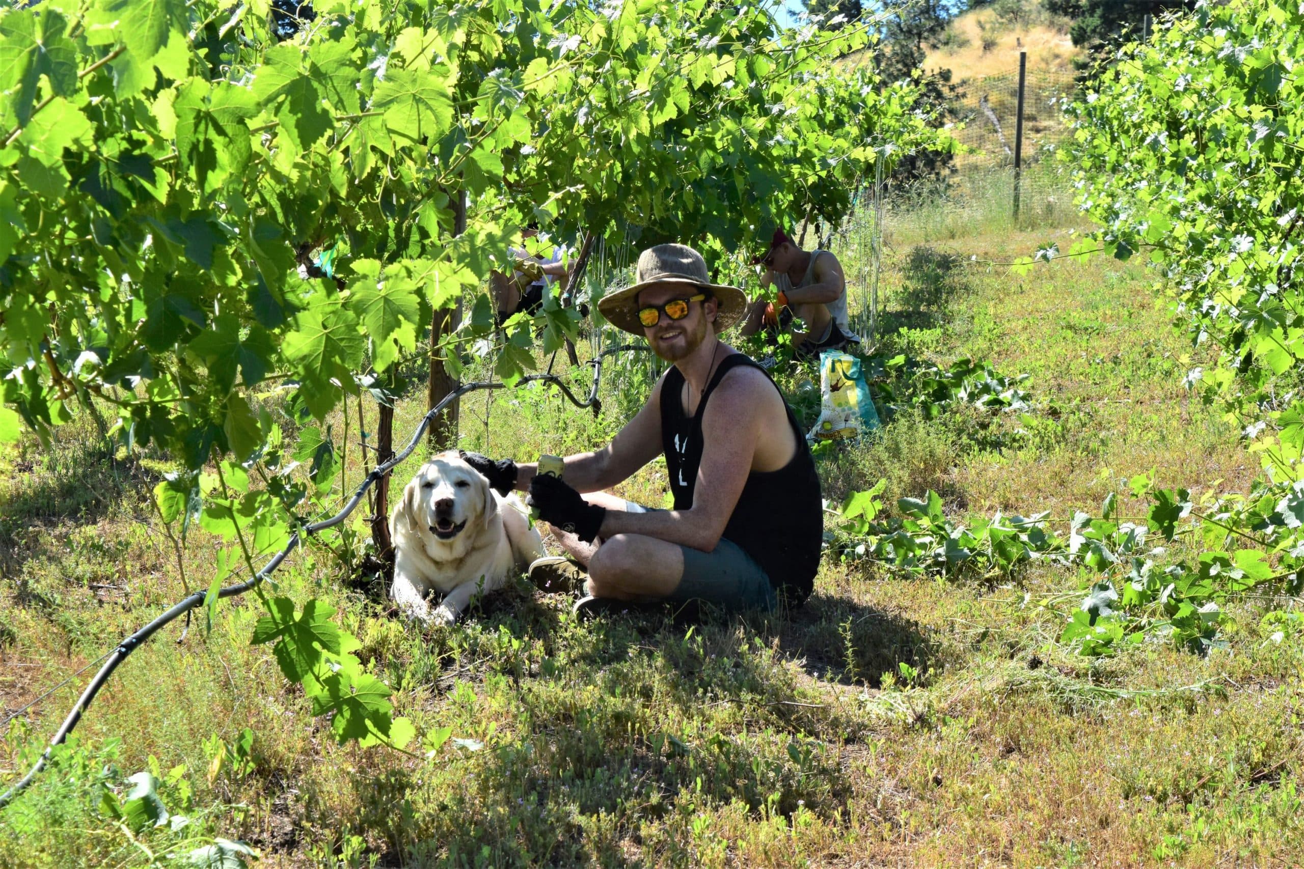A person sitting in a vineyard with a dog, surrounded by lush green vines.