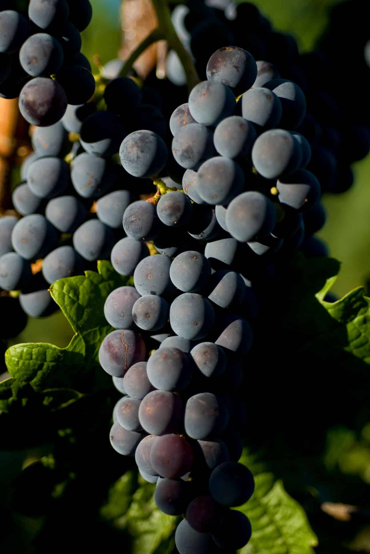 A close-up of a cluster of dark purple grapes on a vine.